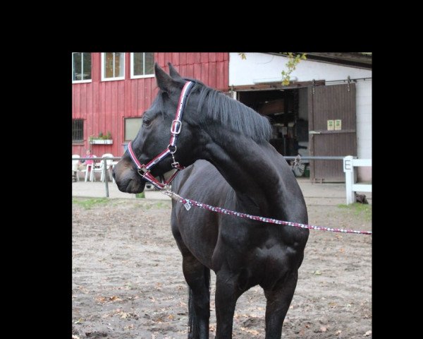 Springpferd Cunibert S (Deutsches Sportpferd, 2009, von Camarque 3)