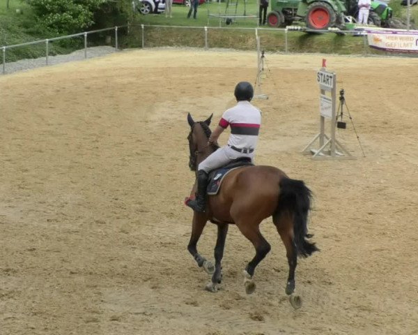 Reitturnier Bad Schussenried 2018