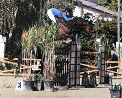 Springpferd Quentin 120 (Oldenburger Springpferd, 2010, von Quintender 2)