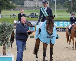 jumper Domination F Z (Zangersheide riding horse, 2017, from Dominator 2000 Z)