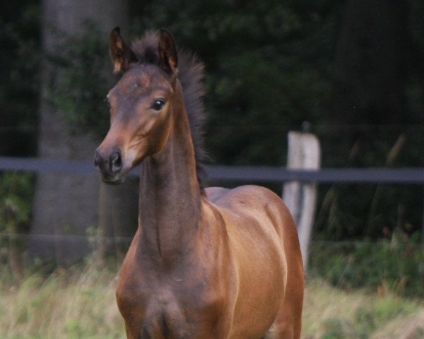 horse Dream to Be (Westphalian, 2021, from Dynamic Dream)