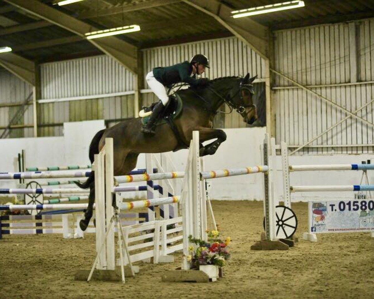 jumper Turlough Duggie (Irish Sport Horse, 2006, from Douglas)