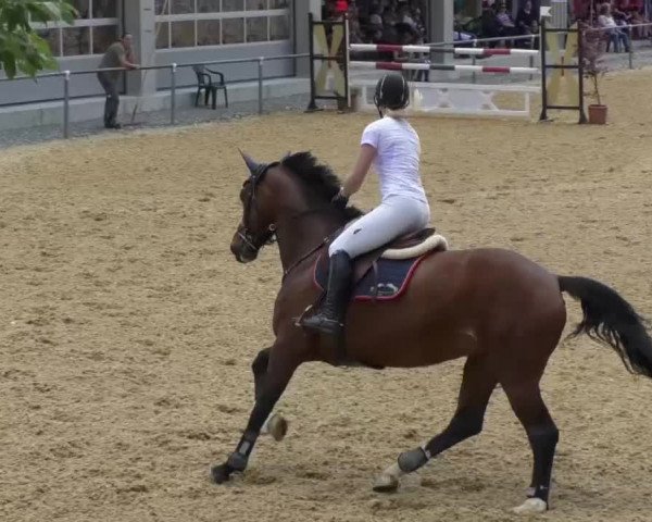 Reitturnier Bad Schussenried 2018