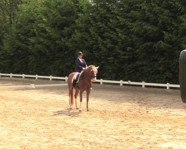 Reitturnier Halver 2018