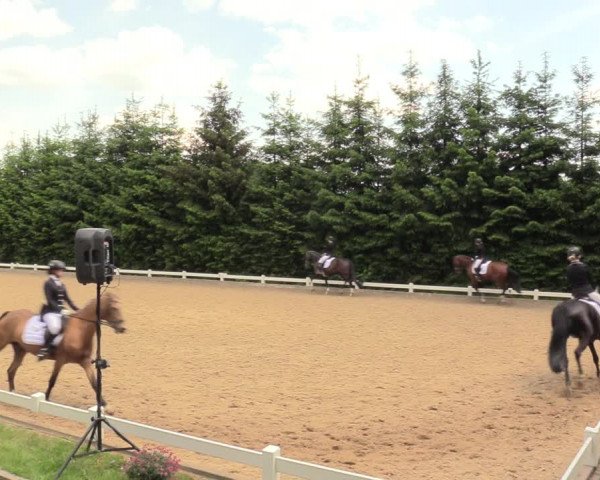 Reitturnier Halver 2018