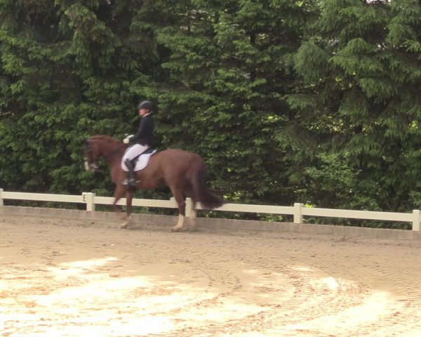 Reitturnier Halver 2018