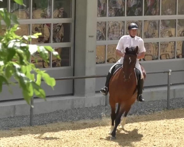 Reitturnier Bad Schussenried 2018