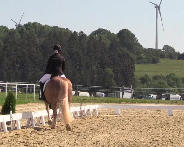 Reitturnier Brilon 2018