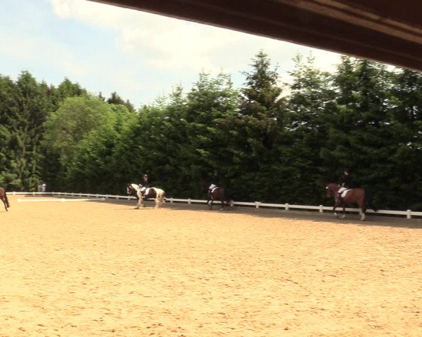 Reitturnier Halver 2018