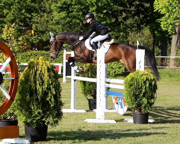 jumper Coni (Holsteiner, 2005, from Con Capitol)
