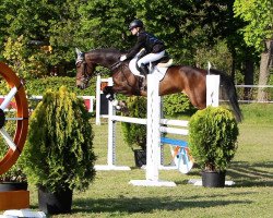 Springpferd Coni (Holsteiner, 2005, von Con Capitol)