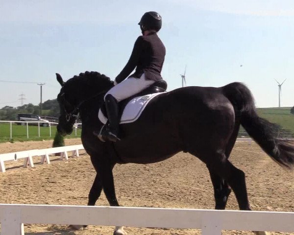 Reitturnier Brilon 2018