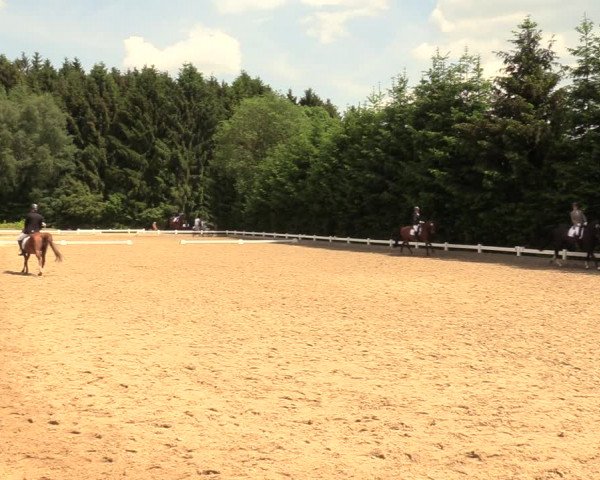Reitturnier Halver 2018