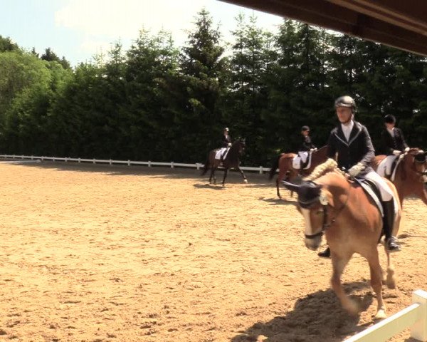 Reitturnier Halver 2018