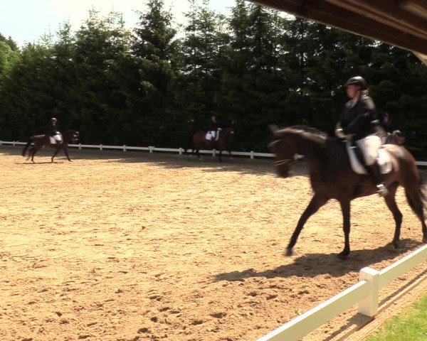 Reitturnier Halver 2018