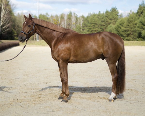 horse Scott (Hanoverian, 2010, from Scolari)