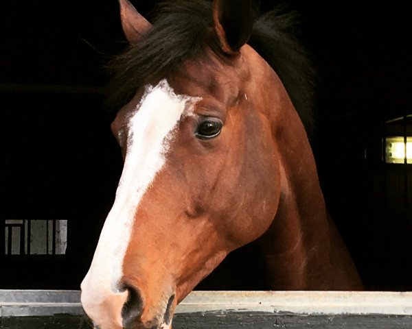horse Hamilton (KWPN (Royal Dutch Sporthorse), 2012, from Breitling LS)