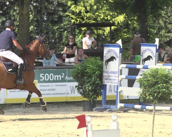 Reitturnier Viernheim 2018