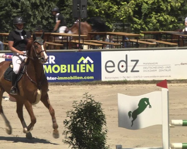 Reitturnier Viernheim 2018