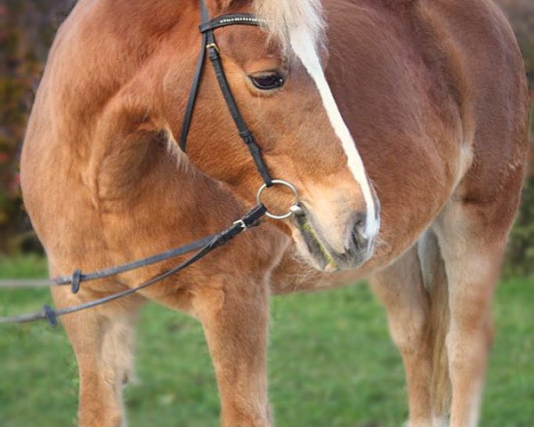 dressage horse Möwe 2 (Haflinger, 1995, from Maraschino) dressage horse Möwe 2 (Haflinger, 1995, from Maraschino)