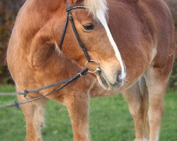 dressage horse Möwe 2 (Haflinger, 1995, from Maraschino)