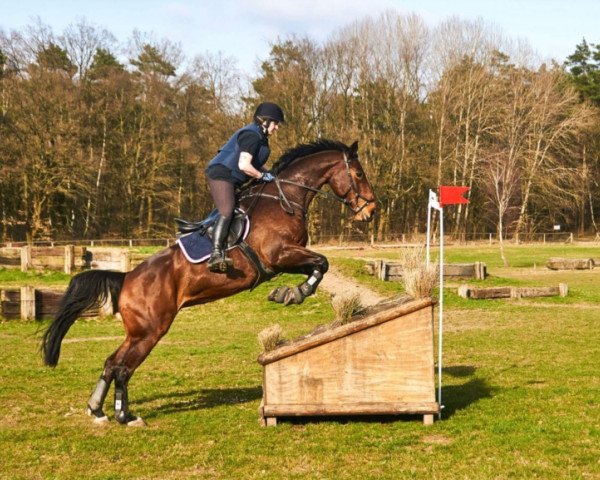 jumper Cassiopaia 17 (Holsteiner, 2008, from Con Air)