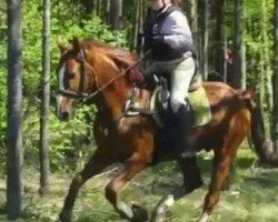 jumper Danger Red (Hanoverian, 2009, from Diamond Hit)