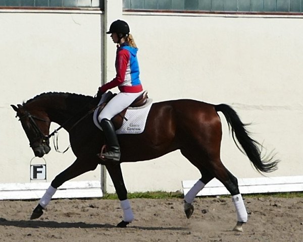 horse Quant (Mecklenburg, 2012, from Quaterback)