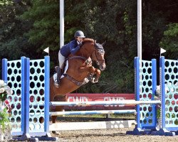 horse Cantocord (Oldenburg, 2010, from Cantoblanco)