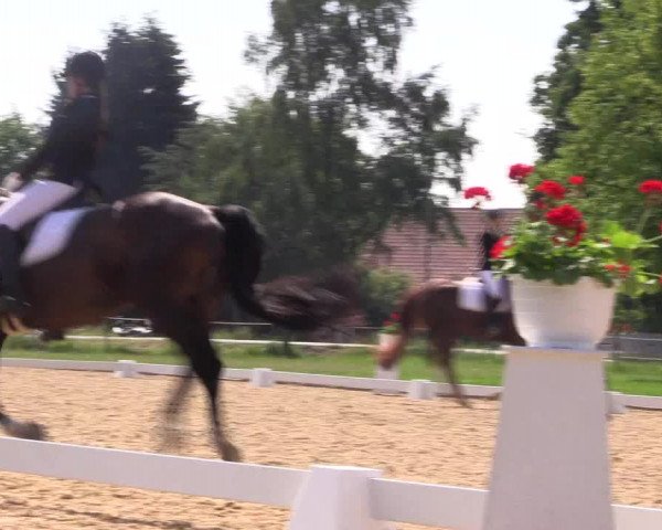 Reitturnier Hille 2018