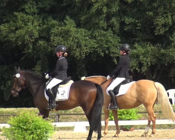 Reitturnier Burscheid-Paffenlöh 2018