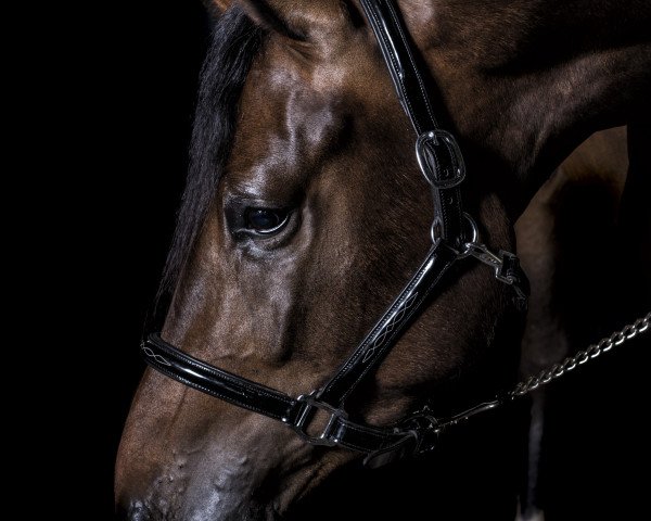 Springpferd Comme il veut (Westfale, 2014, von Comme il Faut)
