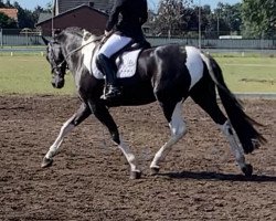 horse Caya 56 (Pinto, 2017)