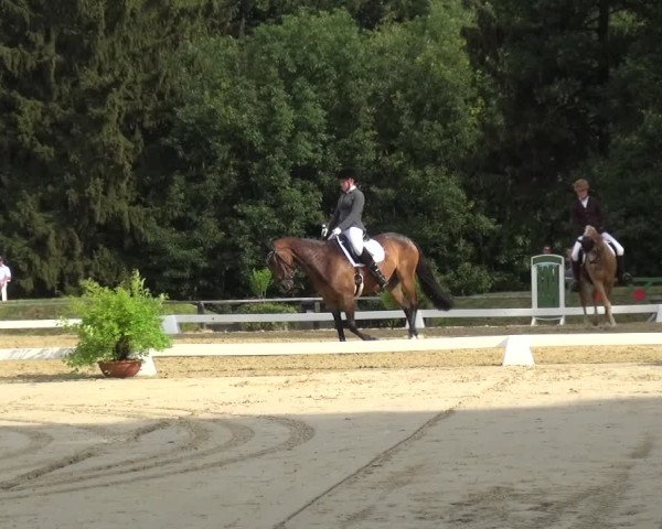 Reitturnier Burscheid-Paffenlöh 2018