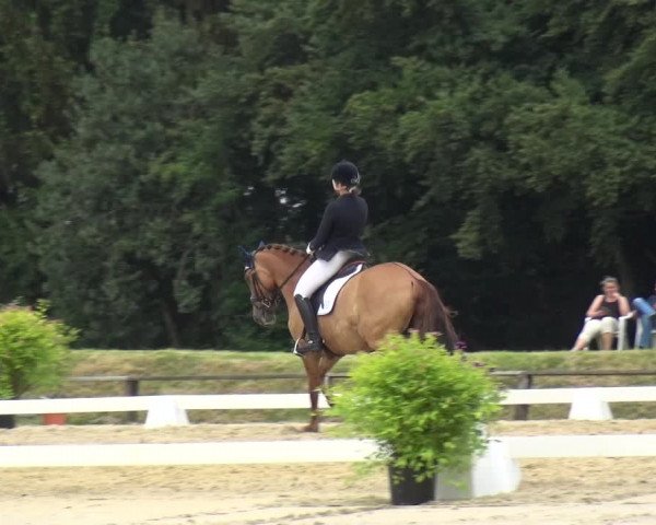 Reitturnier Burscheid-Paffenlöh 2018