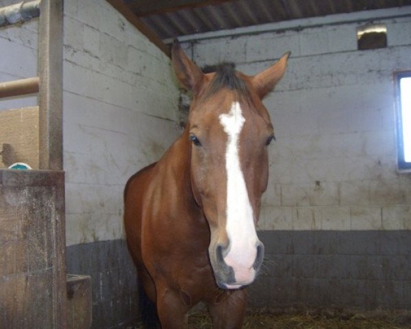 horse Markant (Criollo, 1992, from Milords)