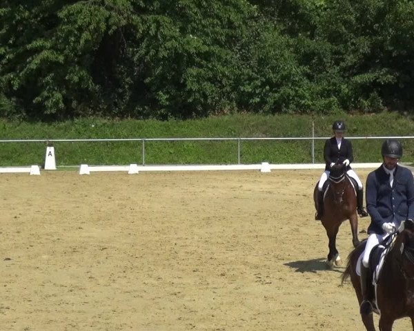 Reitturnier Ladenburg 2018