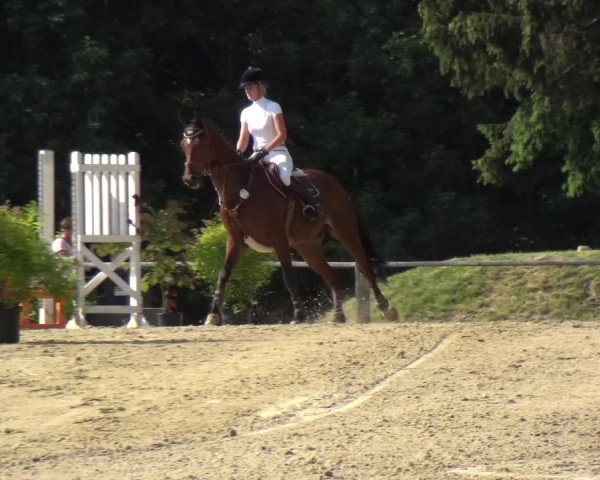 Reitturnier Burscheid-Paffenlöh 2018