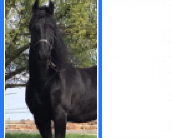 horse Thomas fan Groenestein (Friese, 2006, from Doaitsen 420)