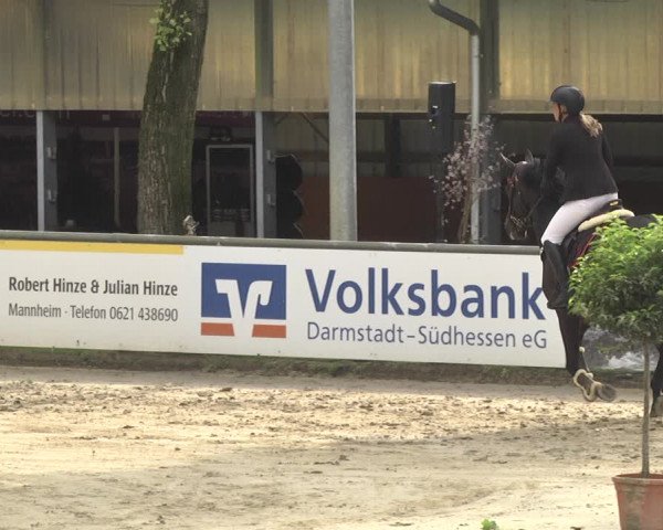 Reitturnier Viernheim 2018
