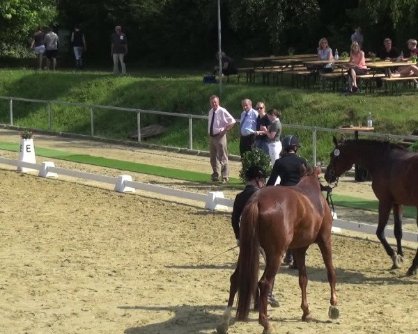 Reitturnier Ladenburg 2018