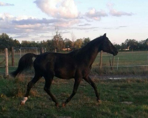 horse Del Rey (German Sport Horse, 2014, from Descolari) horse Del Rey (German Sport Horse, 2014, from Descolari)