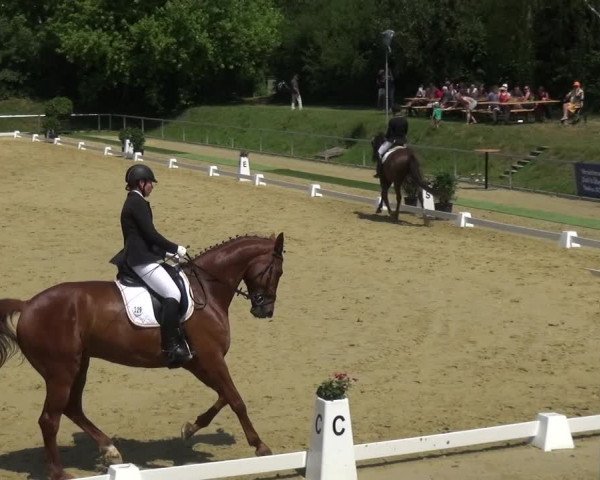 Reitturnier Ladenburg 2018
