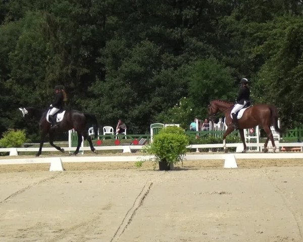 Reitturnier Burscheid-Paffenlöh 2018