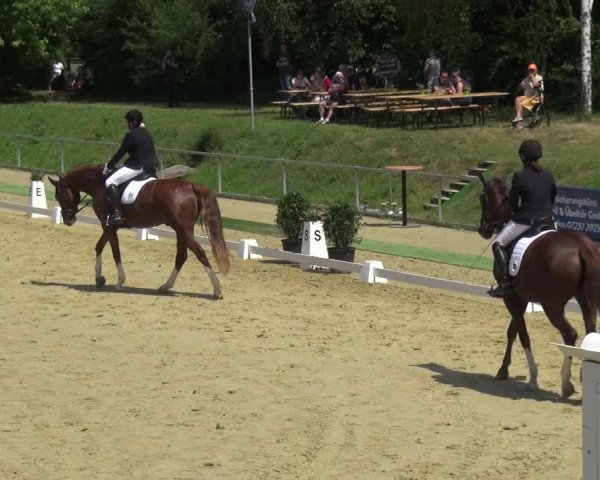 Reitturnier Ladenburg 2018