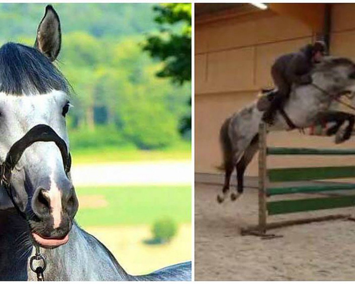 jumper Crack 35 (KWPN (Royal Dutch Sporthorse), 2007, from Massimo)