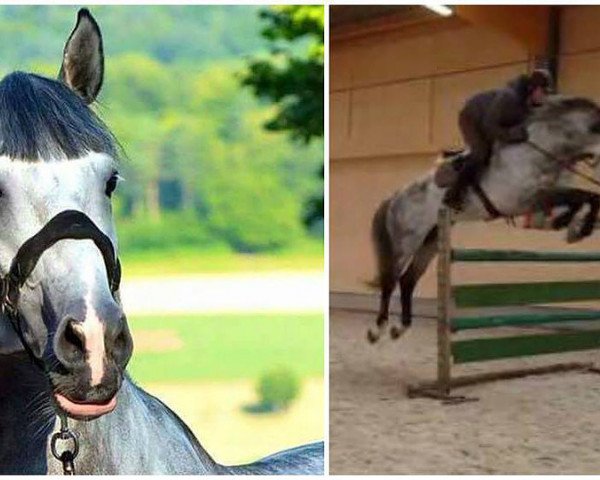 jumper Crack 35 (KWPN (Royal Dutch Sporthorse), 2007, from Massimo)