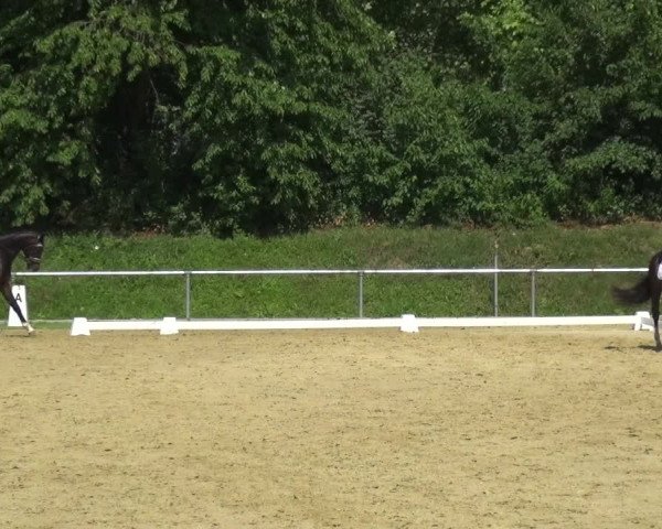 Reitturnier Ladenburg 2018