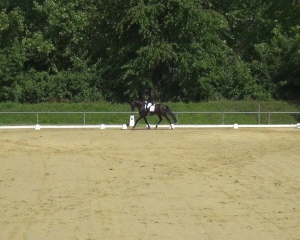 Reitturnier Ladenburg 2018