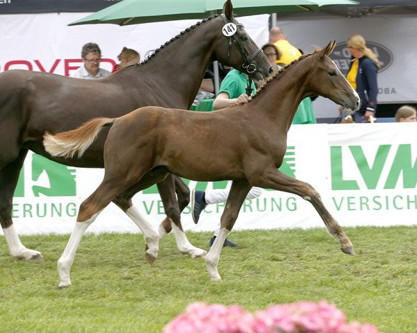 dressage horse Bel Espoir (Hanoverian, 2017, from Callaho's Benicio)